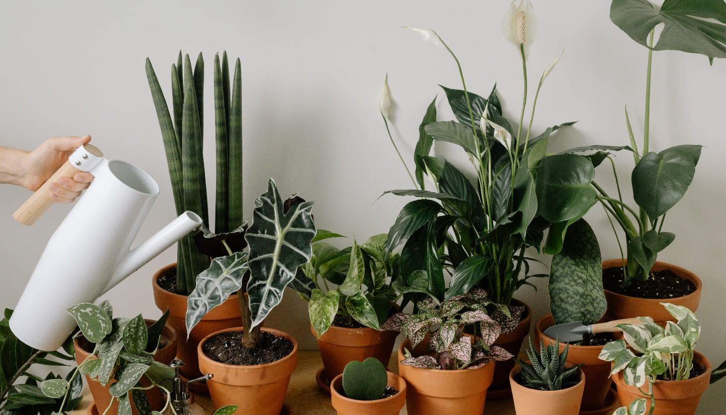 Plantas para Sala - Confira 14 espécies para ambientes internos!