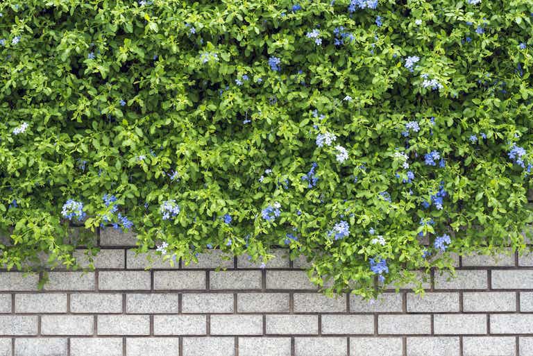 Jardinagem Como Deixar Seu Jardim Sempre Bonito Cursos De Arquitetura