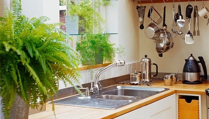 Plantas para Sala - Confira 14 espécies para ambientes internos!