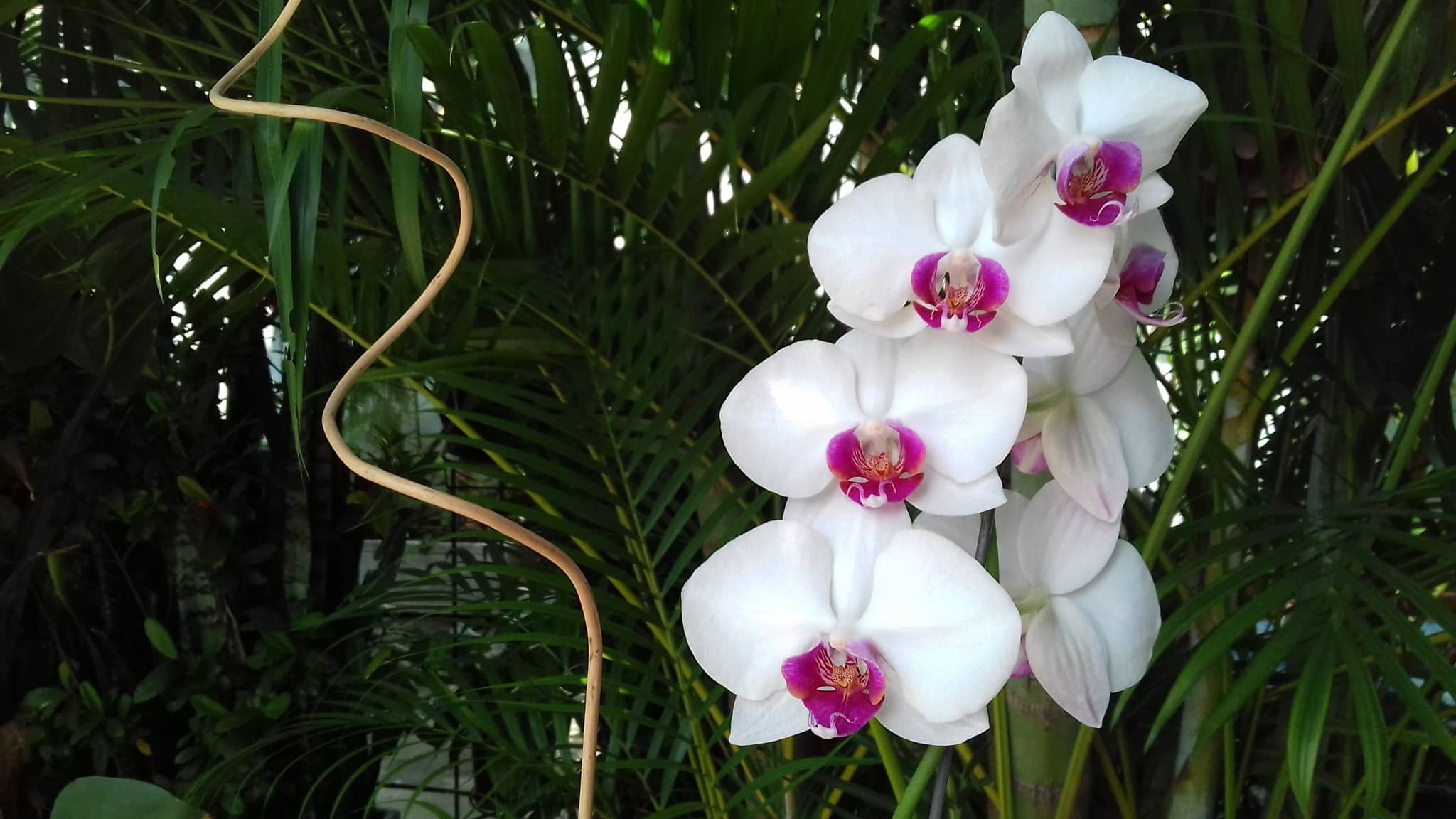orquidea-phalaenopsis-planta