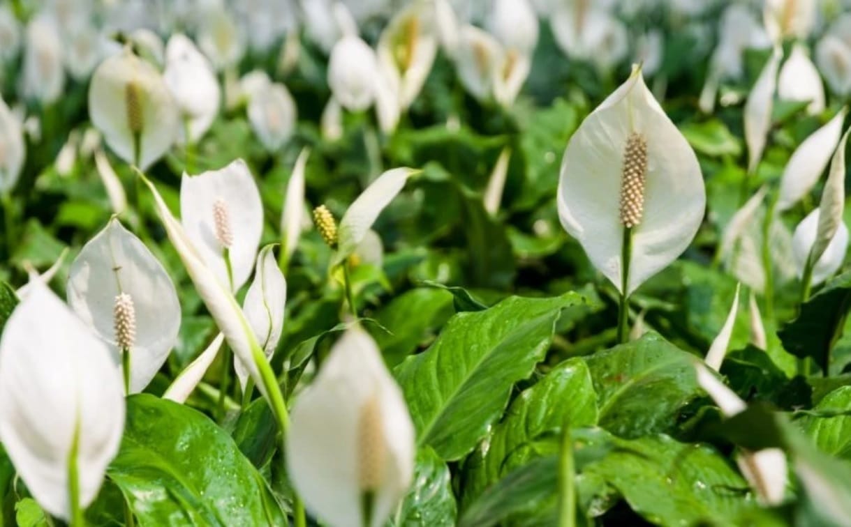 As Plantas Mais Usadas na Decoração de Varandas: Um Guia Completo!