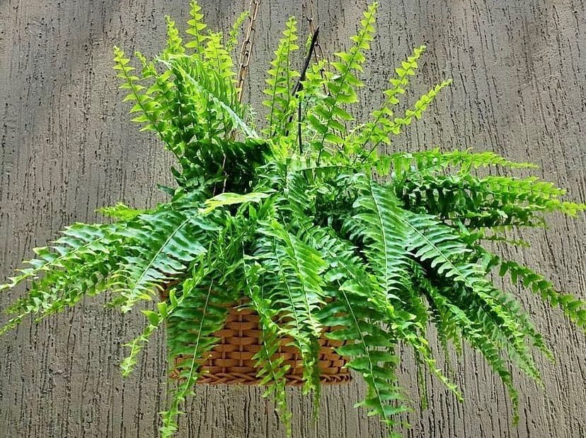 As Plantas Mais Usadas na Decoração de Varandas: Um Guia Completo! As Plantas Mais Usadas na Decoração de Varandas: Um Guia Completo!