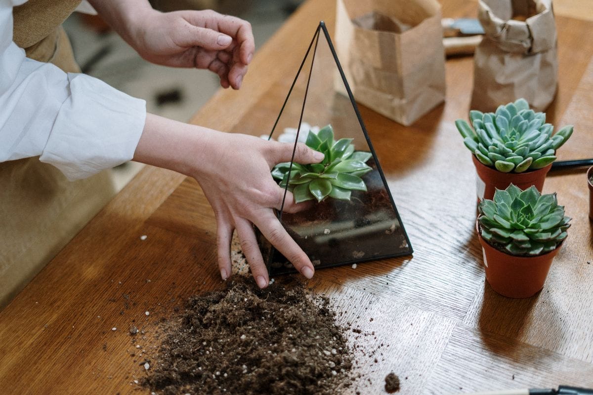 Terrário de Suculentas: Faça Um Mini Jardim Encantador!
