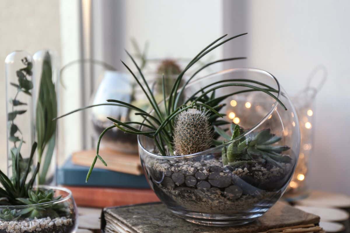 Foto: Canva.com Terrário de Suculentas: Faça Um Mini Jardim Encantador!
