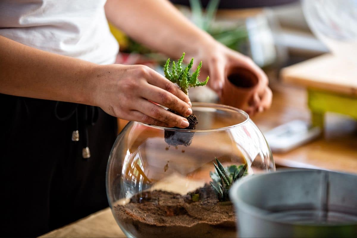 Terrário de Suculentas: Faça Um Mini Jardim Encantador!