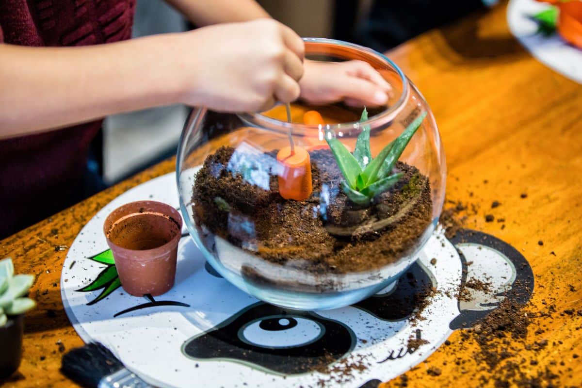 Foto: Canva.com Terrário de Suculentas: Faça Um Mini Jardim Encantador!