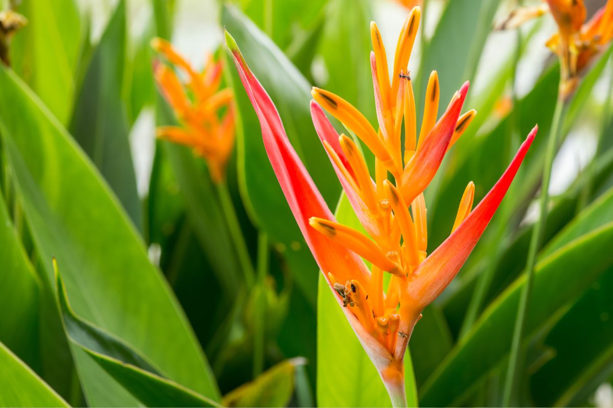 Heliconia: Como Cultivar e Deslumbrar Com Suas Flores Tropicais