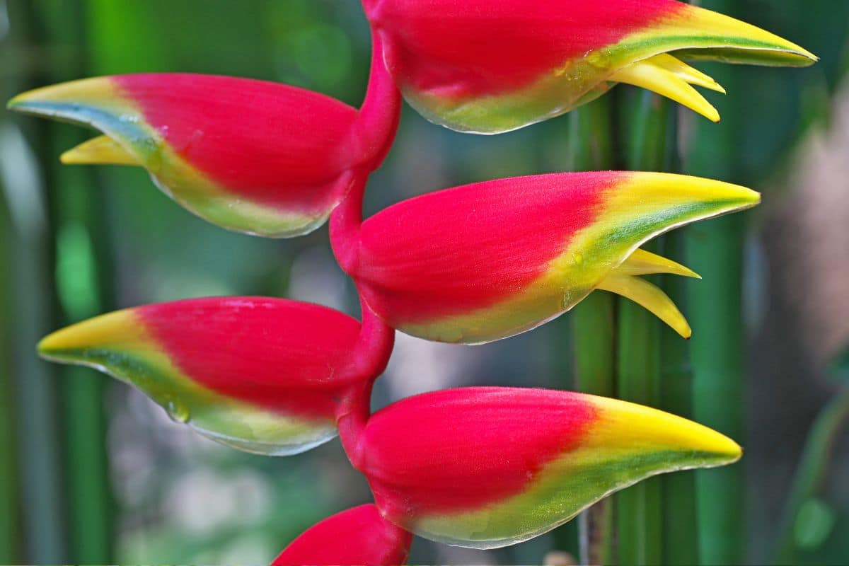 Heliconia: Como Cultivar e Deslumbrar Com Suas Flores Tropicais