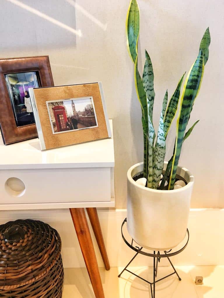 Plantas de apartamento: 11 espécies ideais para cantinhos com pouca luz